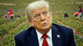 Trump implementará nueva política a favor de trabajadores inmigrantes indocumentados en EEUU para legalizarlos