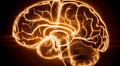 Científicos logran transmitir luz a través del cerebro humano: un paso importante hacia nuevos diagnósticos neurológicos