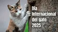 Día del gato 2025: ¿por qué se celebra el 8 de agosto y en otras dos fechas más en el año?