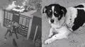 Héroe de cuatro patas: perro impide asesinato y salva a joven en Colombia