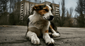 Científicos descubren en los perros de Chernobyl más de 390 genes únicos y casi inmunidad total al cáncer