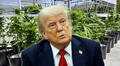 Donald Trump evalúa reclasificar la marihuana como una droga menos peligrosa en EEUU, según Wall Street Journal