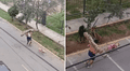 Hombre entrena cargando un tronco en su espalda mientras su perro lo jala y comentarios en TikTok estallan: “Está entrenando para semana santa”