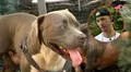 Pitbull héroe guía a un hombre hasta sus dueños inconscientes y les salva la vida en EEUU: “Un perro que los quiere mucho”