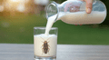Científicos advierten que la 'leche de cucaracha' podría ser uno de los alimentos más codiciados en el futuro