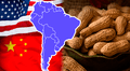 El país de Sudamérica que se ubica como mayor exportador de maní en el mundo: supera a India, China y Estados Unidos