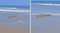 Cocodrilo gigante es captado en playa de Tumbes y causa pánico en los residentes de la zona
