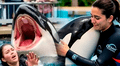 ¿Es real la historia de Jessica Radcliffe? La verdad detrás del video viral de su supuesta muerte tras ataque de una orca