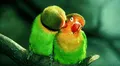Científicos revelan una alta tasa de cambio de sexo en las aves silvestres: contaminación ambiental sería factor clave