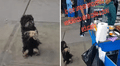 Perrito conmueve al ‘suplicar’ por un poquito de comida a ambulante: "Una bañadita y me lo llevo"