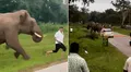 Turista es aplastado por elefante tras intentar tomarse una 'selfie' con él en India