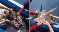 Pescadores liberan a tortuga con percebes y usuarios aplauden la acción: "Le tocó día de spa"