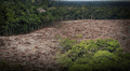 Nuevo fondo global busca frenar la tala con pagos de cuatro dólares por hectárea de selva