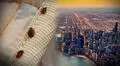 Conoce a la ciudad más plagada de chinches en EEUU: lidera el ranking desde hace 5 años