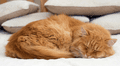 Los científicos ya saben por qué la mayoría de los gatos suelen dormir del lado izquierdo