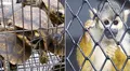 Tráfico de fauna silvestre: así opera la mafia que vende monos y tortugas en pleno Centro de Lima