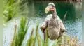 Científicos aseguran que el dodo, ave existinta hace 300 años, podría "revivir" en 2030 gracias a proyecto genético
