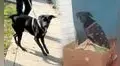'Negrita', la perrita que fue abandonada y atropellada hoy está recuperada y busca a su próxima familia