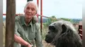 Muere Jane Goodall, la reconocida investigadora de la vida salvaje y defensora de los derechos animales, a los 91 años