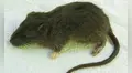 Perú vuelve a ser clave para la ciencia con el hallazgo de una nueva especie de roedor en lo profundo de su selva amazónica