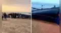 Inmenso cadáver de una ballena azul aparece en balneario de Punta Mero, en Tumbes: vecinos advierten que cetáceo empieza a hincharse