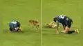 Perrito imita caída de jugador en pleno partido de fútbol y usuarios bromean: "¿Neymar, eres tú?"