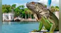 Florida se prepara para recibir un frente frío en noviembre que provocaría la curiosa “lluvia” de iguanas