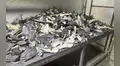 Incautan más de 12 toneladas de aletas de tiburón en vivienda del Callao, valorizadas en más de 15 millones de dólares