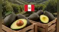 Palta peruana rompe récord en 2025 y se convierte en la fruta más exportada con US$1.452 millones