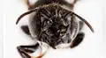 Científica australiana descubre una nueva especia de abeja con ‘cuernos’ y de aspecto aterrador