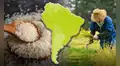 El país de América Latina que más produce y consume arroz en el mundo junto a China: superó más de 3 veces a Perú y Colombia