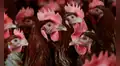 Estados Unidos confirma la primera muerte humana a nivel mundial por contagio de la gripe aviar H5N5