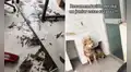 Joven muestra cómo sus perros destruyeron su casa mientras no estaba y redes bromean: "Una lloradita y a limpiar"