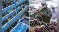 Exportaciones agrarias del Perú crecen 21.2% y alcanzan los US$ 9,809 millones en nueve meses: fuerte dinamismo en paltas, arándanos, cacao y uvas frescas