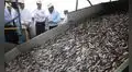 Produce da luz verde a la pesca de anchoveta 2026 en el sur y fija una cuota máxima de 251.000 toneladas