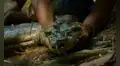 Descubren una nueva especie de anaconda gigante y mide más de 5 metros de largo: los machos y las hembras son increíblemente diferentes