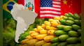 El país de América Latina que supera a Perú y Brasil con la mayor exportación de bananas, una fruta muy deseada por EE.UU. y China