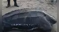 Tortuga laúd es hallada muerta en playa Los Palos, Tacna: especie se encuentra en peligro de extinción