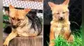 Run Run, el zorro andino rescatado en Lima, tiene pareja y forma una familia con tres crías en Cajamarca