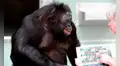 Científicos colocaron dos tazas frente a un chimpancé: hizo algo que se creía exclusivo de los humanos