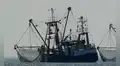 Perú propone reglas para impedir sobrepesca  de la pota por parte de flotas extranjeras