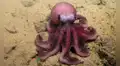 Científicos descubren una nueva especie de pulpo en las aguas del Pacífico y sería exclusiva en un país de América Latina