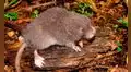 Científicos descubren una nueva especie de ratón semiacuático en las montañas de los andes del Perú