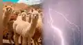 Rayo mata más de 25 alpacas y deja sin su único sustento a madre en Ayacucho: familia pide ayuda tras la tragedia