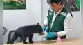 Rescatan cría de oso andino hallada en una vivienda de Puno y será trasladada a Madre de Dios