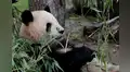 ¿Sabías que todos los pandas del mundo pertenecen a China? Solo México es dueño de uno