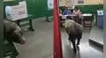 “No quería pagar multa”: cerdo invade centro de votación en Ica y se vuelve viral en Elecciones 2026