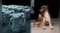 ¿Cómo los perros están ayudando a los robots a entender los gestos y el lenguaje humano?