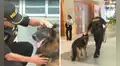 Bastian, el perro policía del aeropuerto Jorge Chávez, pasa al retiro tras 8 años de servicio: “Misión cumplida”