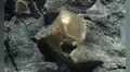 Una misteriosa esfera dorada fue encontrada en el océano: después de dos años, los científicos descubrieron qué era